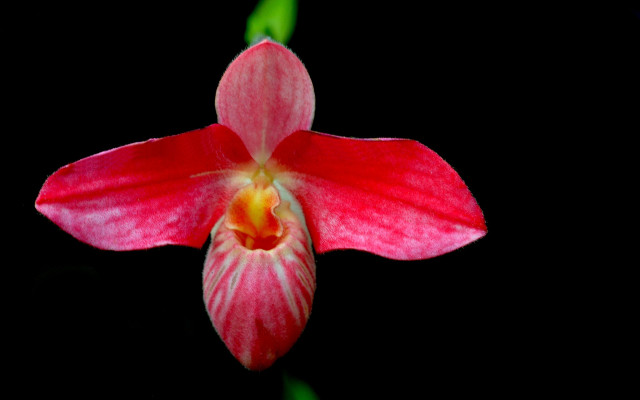 Red white flower macro strawberry free wallpaper for desktop - medium preview image