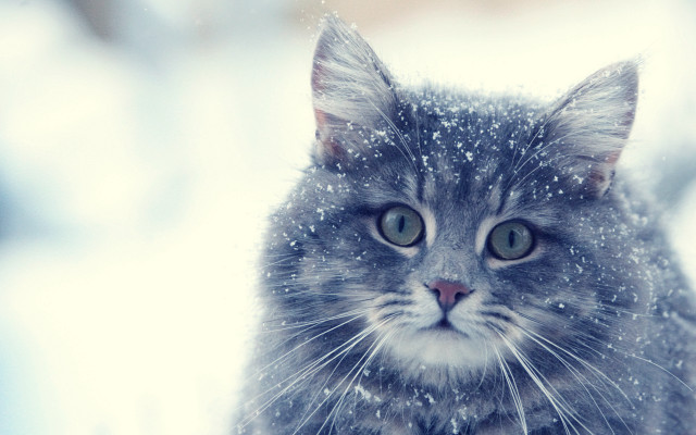 Cat snowy sad impressionism winter free wallpaper for desktop - medium preview image