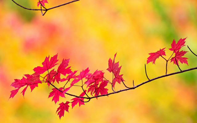 Branch red leaves autumn blurry free wallpaper for desktop - medium preview image