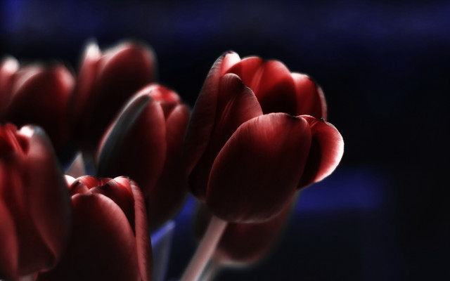 Red flowers vase water blurry free wallpaper for desktop - medium preview image