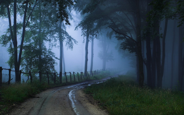 Dirt road forest fog bush free wallpaper for desktop - medium preview image