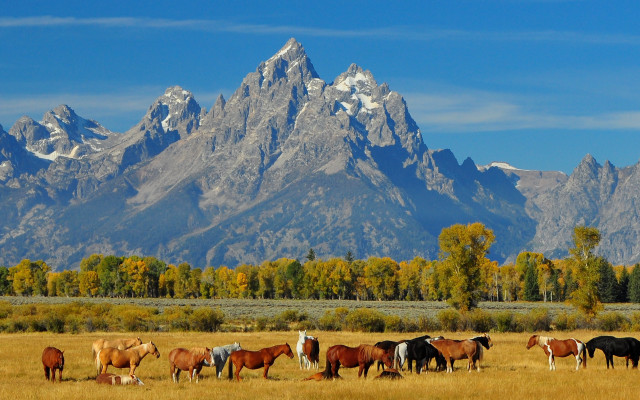 Horses mountains field sky clouds free wallpaper for desktop - medium preview image