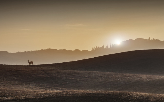 Lone animal hill sunset sun free wallpaper for desktop - medium preview image