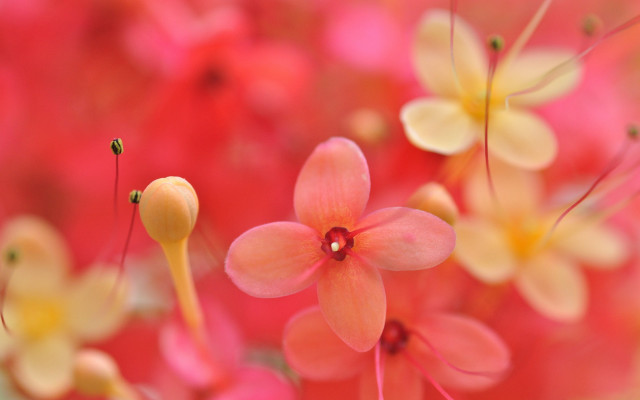 Flower bokeh macro pink yellow free wallpaper for desktop - medium preview image
