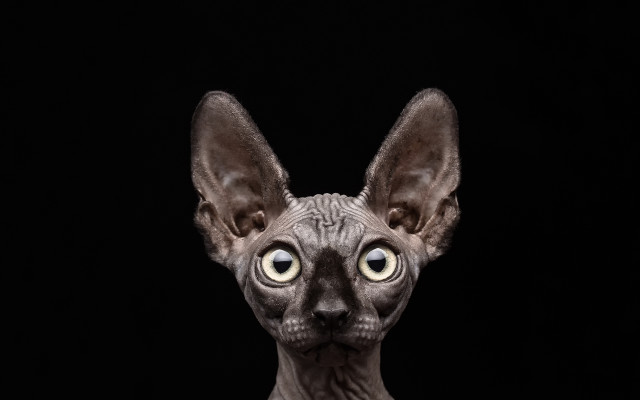 Hairless cat big eyes looking free wallpaper for desktop - medium preview image