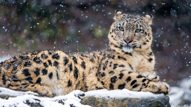 Snow leopard rock snow falling free wallpaper for desktop - medium preview image