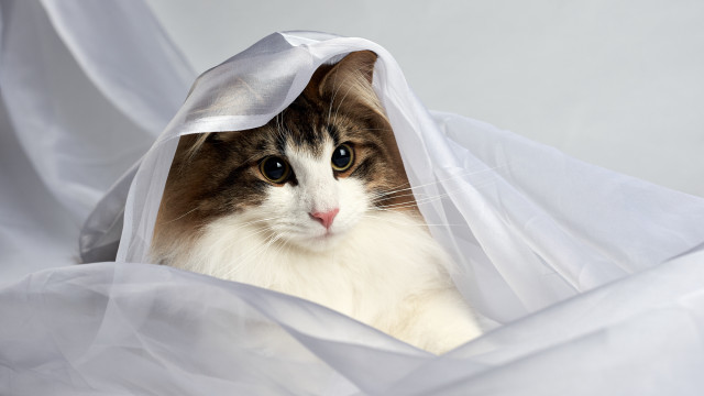 White cat hiding plastic bag free wallpaper for desktop - medium preview image