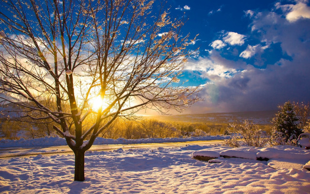 Snowy tree sunshine road winter free wallpaper for desktop - medium preview image