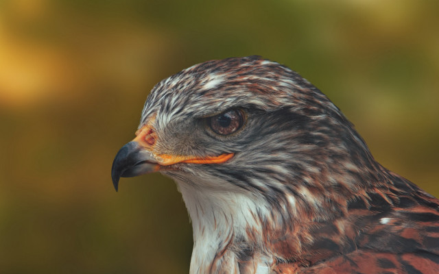 Bird prey closeup openmouth sharpteeth free wallpaper for desktop - medium preview image