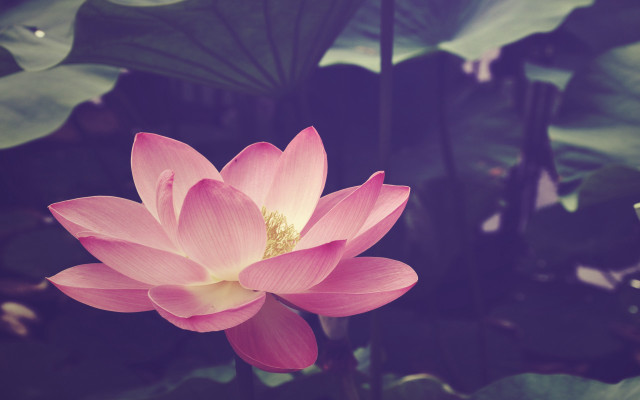 Pink lotus green leaves blue free wallpaper for desktop - medium preview image