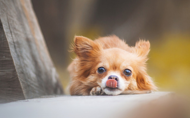 Small dog tongue out bench free wallpaper for desktop - medium preview image