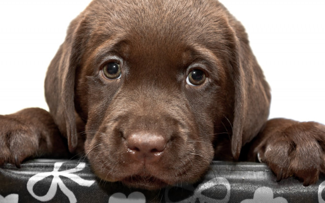 Puppy pillow bow sad cute free wallpaper for desktop - medium preview image