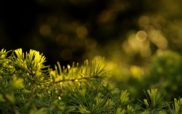 Pine branch bokeh lens flare free wallpaper for desktop - medium preview image