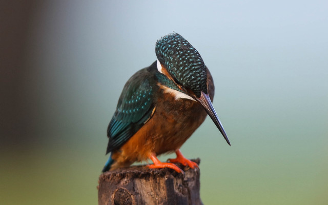 Bird beak post water sky free wallpaper for desktop - medium preview image