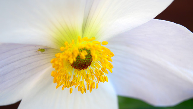 White flower macro sunflower yellow free wallpaper for desktop - medium preview image