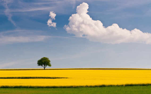 Lone tree yellow flower blue #3 free wallpaper for desktop - medium preview image
