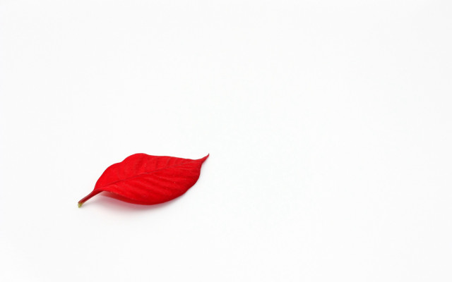 Red leaf minimalist gradient reflection free wallpaper for desktop - medium preview image