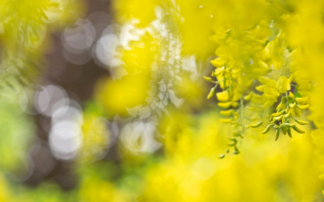 Yellow flower field autumn impressionism free wallpaper for desktop - medium preview image