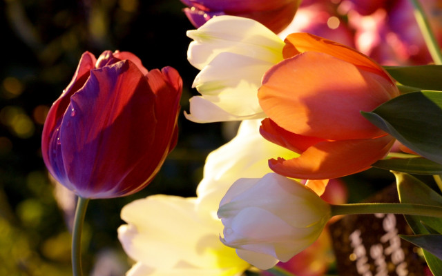 Flowers vase table water droplets free wallpaper for desktop - medium preview image