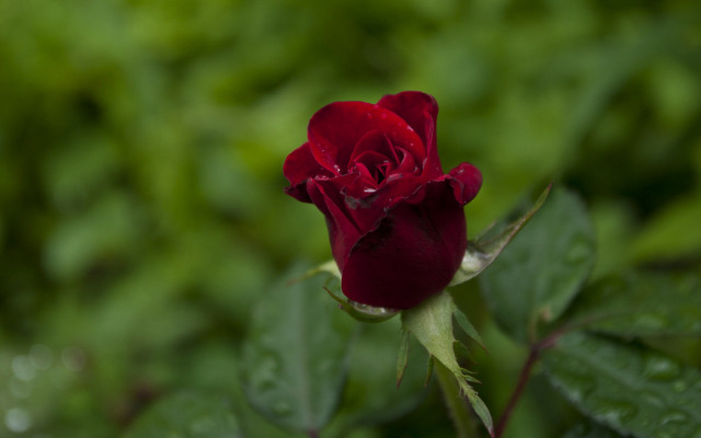 Red rose water droplets green #4 free wallpaper for desktop - medium preview image