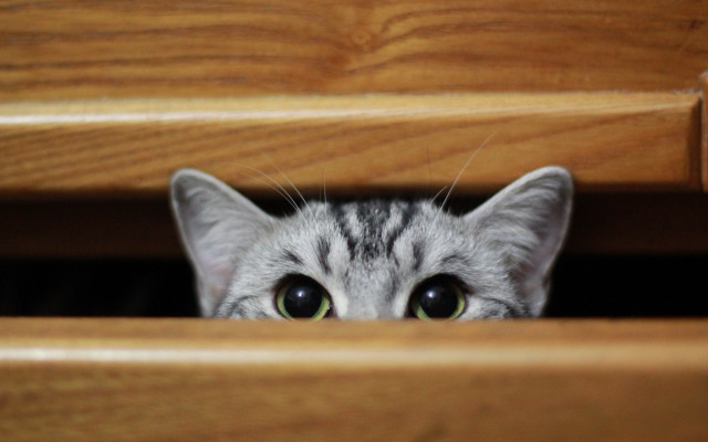 Cat peeking drawer big eyes free wallpaper for desktop - medium preview image