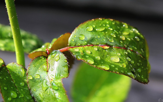 Green leaf water drops macro #41 free wallpaper for desktop - medium preview image