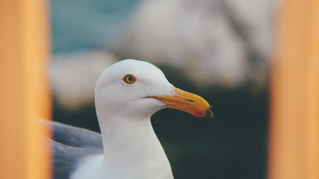 Seagull closeup blurry background neoplasticism free wallpaper for desktop - medium preview image