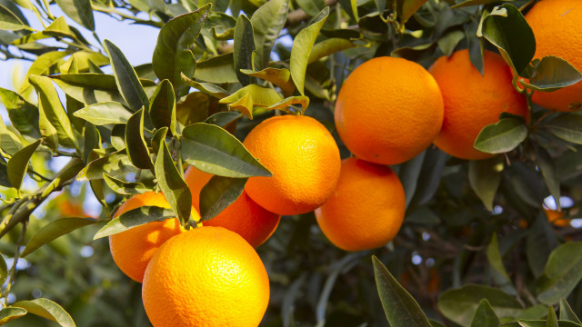 Oranges tree branches blue sky free wallpaper for desktop - medium preview image
