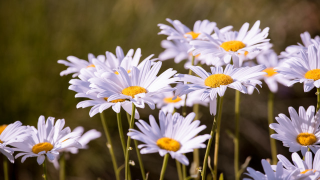 White flowers yellow centers field free wallpaper for desktop - medium preview image