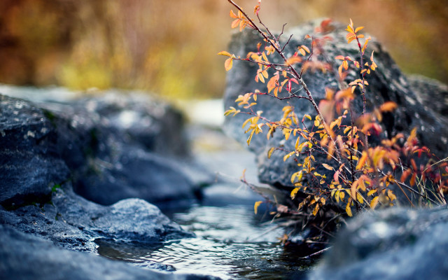 Plant rocks water woods autumn free wallpaper for desktop - medium preview image