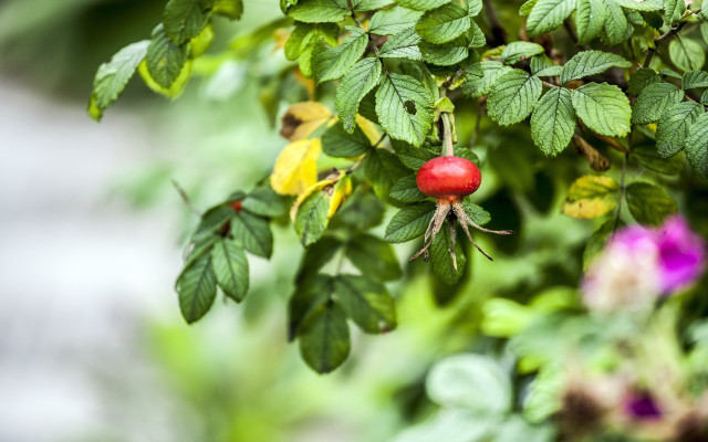 Red bug butterfly leaves flowers free wallpaper for desktop - medium preview image