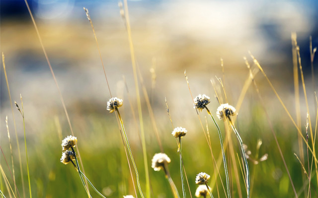 Grass flowers sky bokeh hatsune free wallpaper for desktop - medium preview image