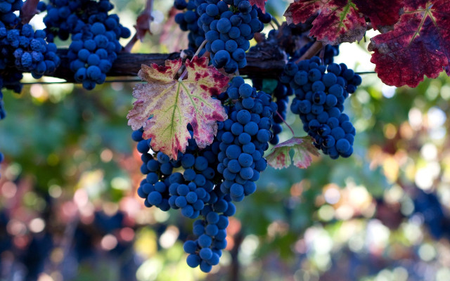 Grapes vine red leaf blue free wallpaper for desktop - medium preview image
