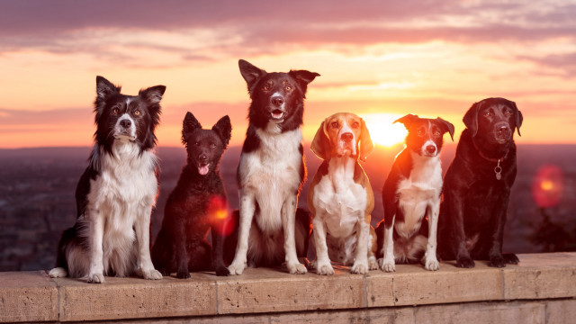 Dogs sunset ledge cloudy sky free wallpaper for desktop - medium preview image