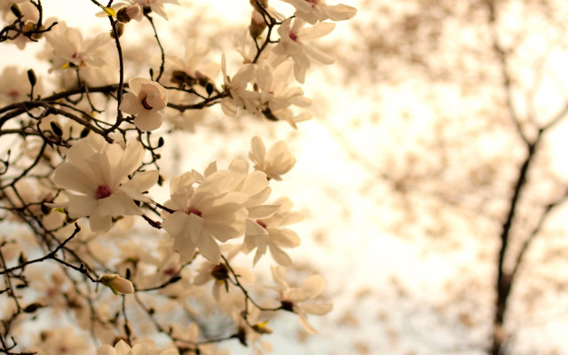 White flower tree bokeh blurry free wallpaper for desktop - medium preview image