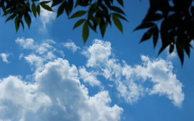 Plane blue sky leaves mountain free wallpaper for desktop - medium preview image