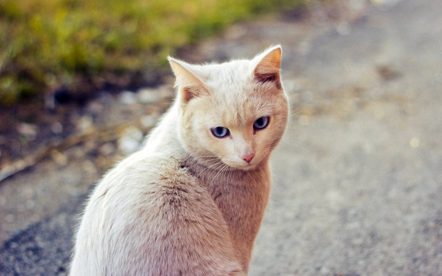 Sad cat blue eyes blurry free wallpaper for desktop - medium preview image