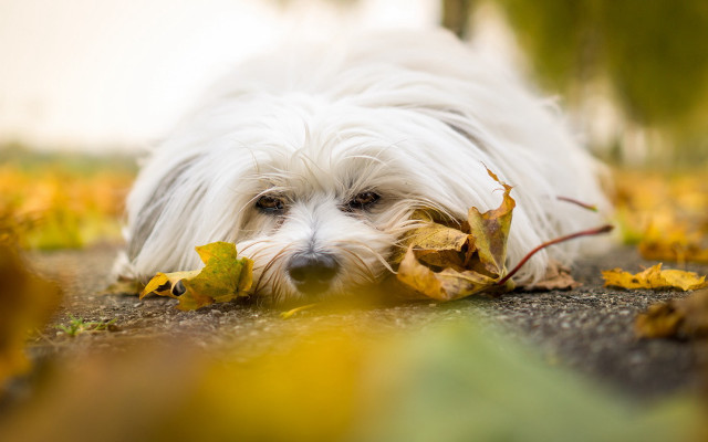 White dog leaves mouth autumn free wallpaper for desktop - medium preview image