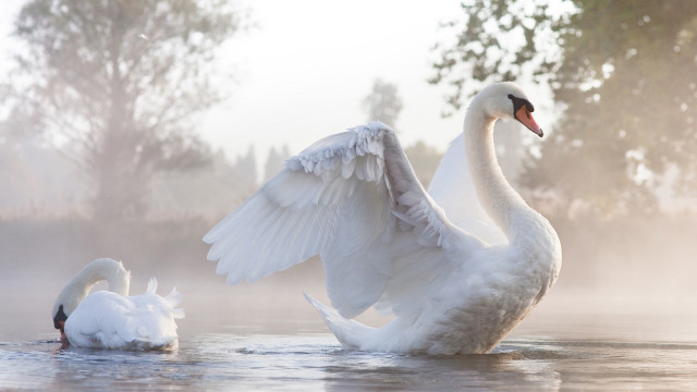 Swan flapping water near tree free wallpaper for desktop - medium preview image