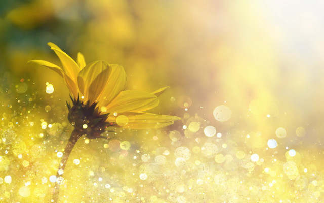 Yellow flower water droplets bokeh #4 free wallpaper for desktop - medium preview image