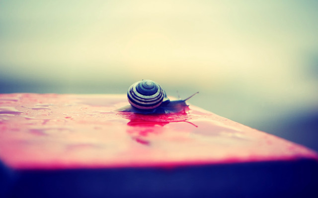 Snail red surface water droplets free wallpaper for desktop - medium preview image