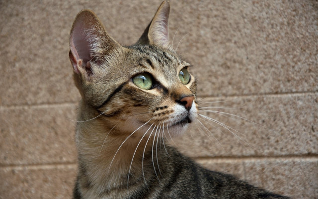 Cat green eyes looking up #4 free wallpaper for desktop - medium preview image