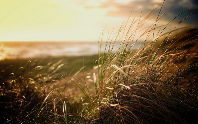 Grassy hill ocean view bright free wallpaper for desktop - medium preview image