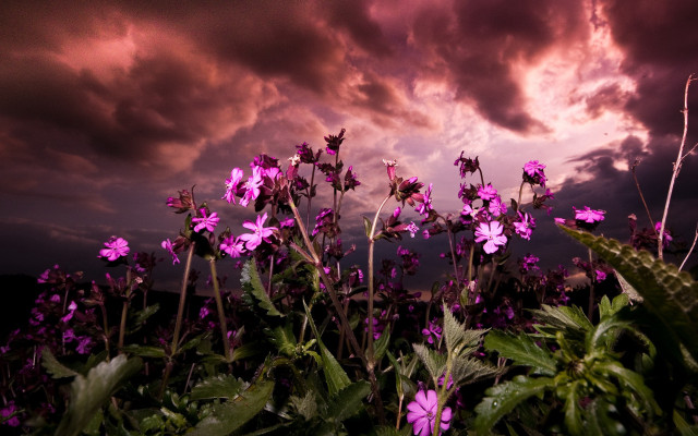 Purple flowers cloudy sky dusk free wallpaper for desktop - medium preview image
