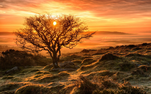 Hill sunset fog tree lake free wallpaper for desktop - medium preview image