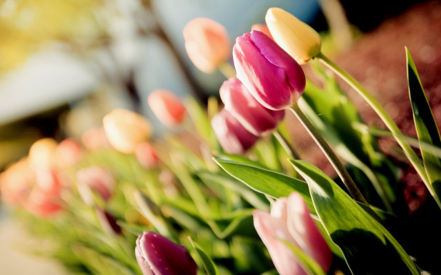 Tulips outside sun blurry background free wallpaper for desktop - medium preview image
