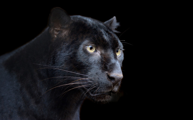 Black panther digital rendering animal free wallpaper for desktop - medium preview image