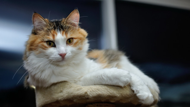 Cat on scratching post paw free wallpaper for desktop - medium preview image