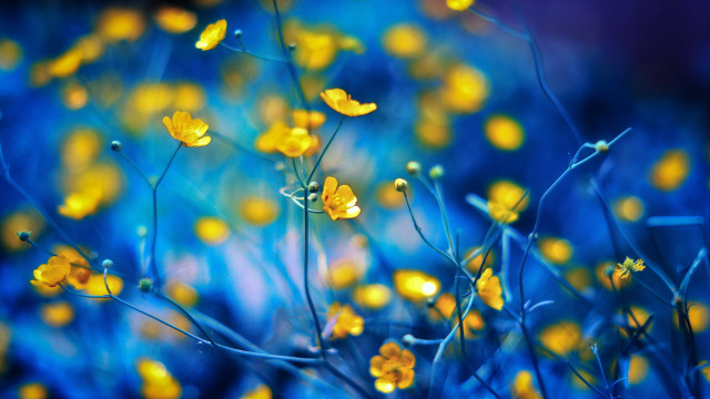 Yellow flowers bokeh macro leaf free wallpaper for desktop - medium preview image