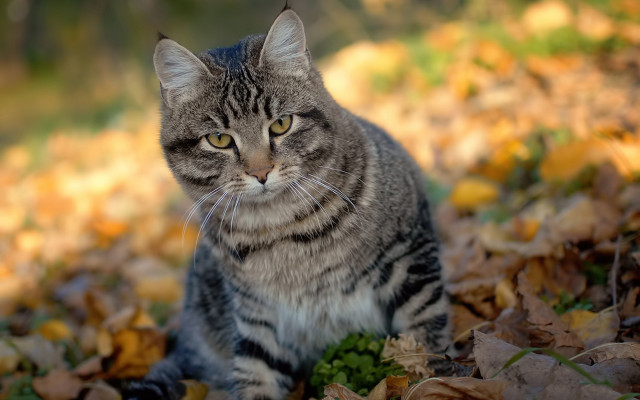 Sad cat leaves grass autumn free wallpaper for desktop - medium preview image